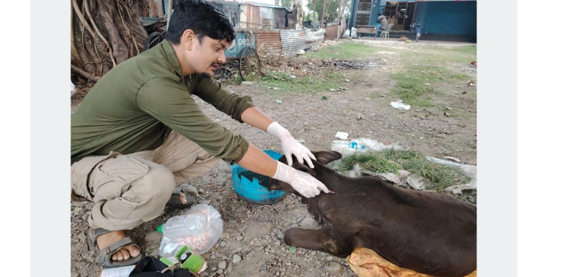 घाइते छाडा चौपायाको उद्धारमा कञ्चनपुरका विष्णु